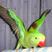 Alexandrine Parakeet